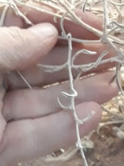 Magnoliopsida