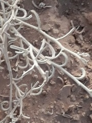 Magnoliopsida