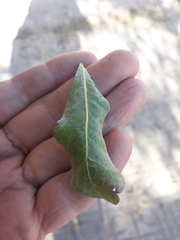 Tracheophyta