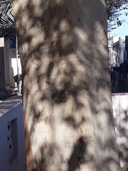 Tracheophyta