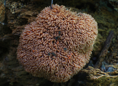 Tubifera ferruginosa acutissima