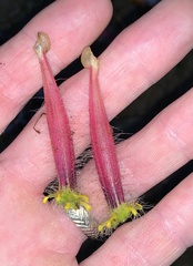 Columnea minor