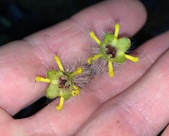 Columnea minor
