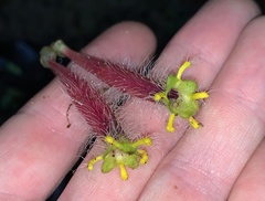 Columnea minor