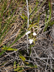 Cymbidieae