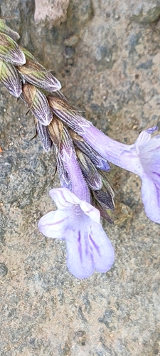 Lavandula canariensis subsp. canariae image