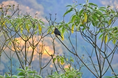 Turdus simillimus