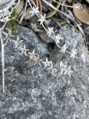 Sedum nuttallii
