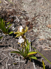 Cymbidieae