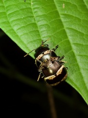 Platyphora fulvicornis