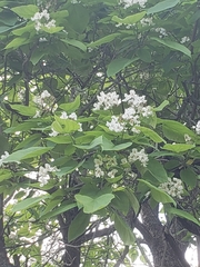 Catalpa