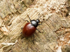 Iphiclus nigriventris