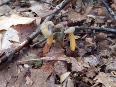 Hypomyces leotiicola