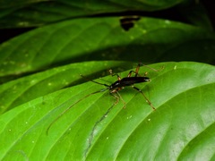 Disteniidae