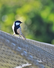 Parus cinereus