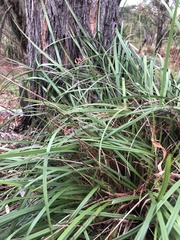 Dianella brevicaulis
