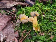 Hypomyces leotiicola