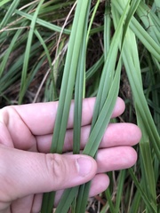 Dianella brevicaulis