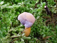 Hypomyces leotiicola