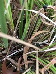Dianella brevicaulis