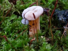Hypomyces leotiicola