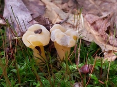 Hypomyces leotiicola