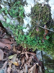 Peperomia berlandieri