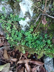 Peperomia berlandieri