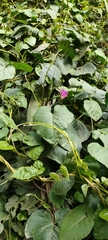 Ipomoea indica image