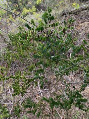 Senna stipulacea