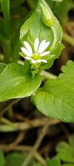 Stellaria media image