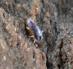 Lepidocyrtus cyaneus