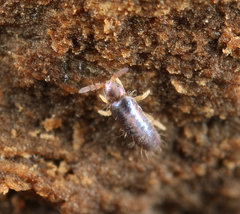 Lepidocyrtus cyaneus