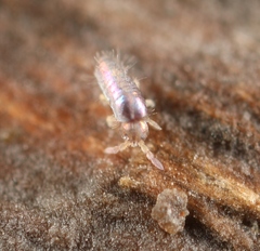 Lepidocyrtus cyaneus