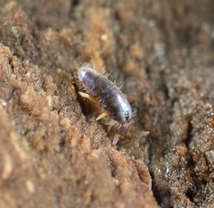 Lepidocyrtus cyaneus