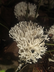 Trechisporales