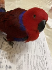 Eclectus