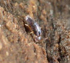 Lepidocyrtus cyaneus