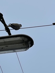 Streptopelia decaocto