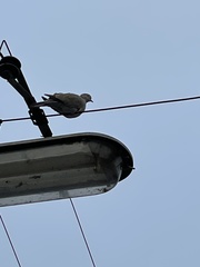 Streptopelia decaocto