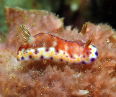 Goniobranchus collingwoodi