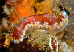 Goniobranchus collingwoodi