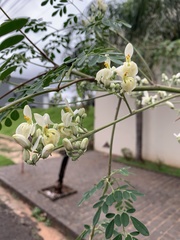 Fabaceae