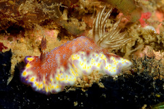 Goniobranchus collingwoodi