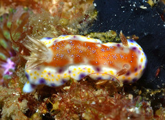 Goniobranchus collingwoodi