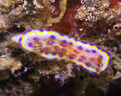 Goniobranchus collingwoodi