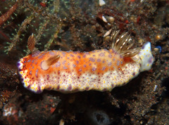 Goniobranchus collingwoodi