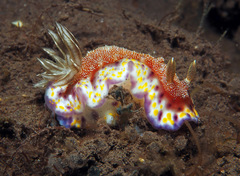 Goniobranchus collingwoodi