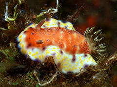 Goniobranchus collingwoodi