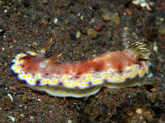 Goniobranchus collingwoodi